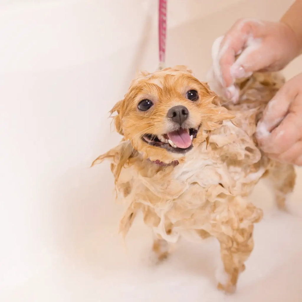 Harumam shops : 絹生活研究所 COCONICAL for Dogシャンプー