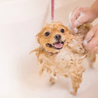 Harumam shops : 絹生活研究所 COCONICAL for Dogシャンプー